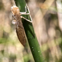 Anisoptera (suborder) (Unidentified dragonfly) at Dickson Wetland - 16 Dec 2023 by Hejor1