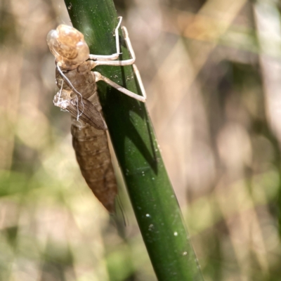 Anisoptera (suborder) (Unidentified dragonfly) at Dickson Wetland Corridor - 16 Dec 2023 by Hejor1