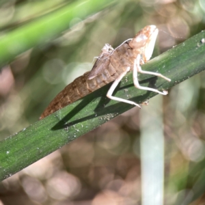 Anisoptera (suborder) at Dickson Wetland - 16 Dec 2023