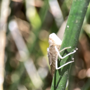 Anisoptera (suborder) at Dickson Wetland - 16 Dec 2023