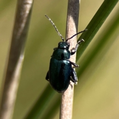 Arsipoda sp. (genus) (A flea beetle) at Dickson Wetland - 16 Dec 2023 by Hejor1