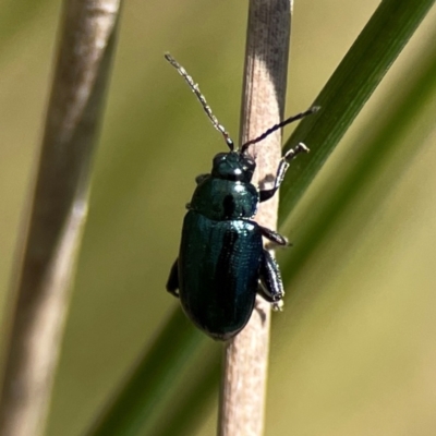 Arsipoda sp. (genus) (A flea beetle) at Dickson Wetland - 16 Dec 2023 by Hejor1