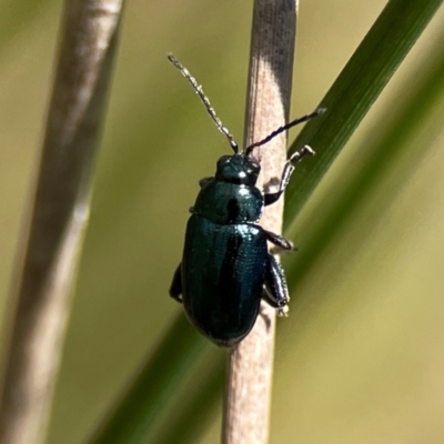 Arsipoda sp. (genus) (A flea beetle) at Dickson, ACT - 16 Dec 2023 by Hejor1