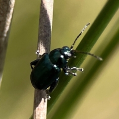 Arsipoda sp. (genus) at Dickson Wetland Corridor - 16 Dec 2023