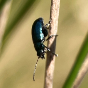 Arsipoda sp. (genus) at Dickson Wetland Corridor - 16 Dec 2023