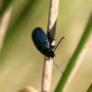 Arsipoda sp. (genus) at Dickson Wetland Corridor - 16 Dec 2023