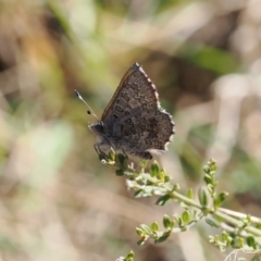 Paralucia crosbyi (Violet Copper Butterfly) at Anembo, NSW - 13 Sep 2023 by RAllen