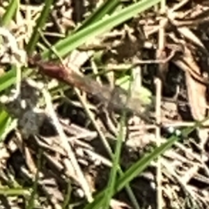 Xanthagrion erythroneurum at Dickson Wetland Corridor - 16 Dec 2023