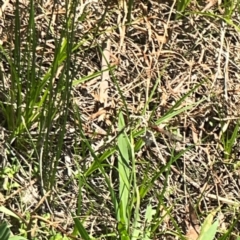 Xanthagrion erythroneurum at Dickson Wetland Corridor - 16 Dec 2023