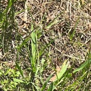 Xanthagrion erythroneurum at Dickson Wetland Corridor - 16 Dec 2023