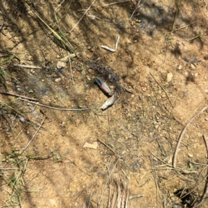 Cherax destructor at Dickson Wetland Corridor - 16 Dec 2023