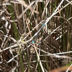 Austroagrion watsoni (Eastern Billabongfly) at Dickson, ACT - 16 Dec 2023 by Hejor1