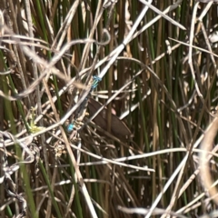 Austroagrion watsoni at Dickson Wetland Corridor - 16 Dec 2023