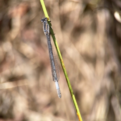Ischnura heterosticta (Common Bluetail Damselfly) at Dickson, ACT - 16 Dec 2023 by Hejor1