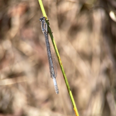 Ischnura heterosticta (Common Bluetail Damselfly) at Dickson Wetland Corridor - 16 Dec 2023 by Hejor1