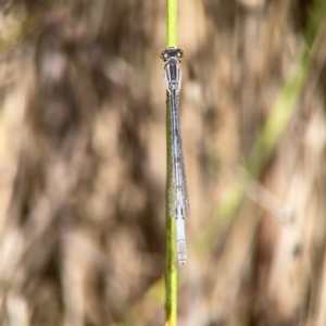 Ischnura heterosticta at Dickson Wetland Corridor - 16 Dec 2023 01:13 PM