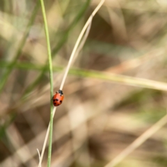 Hippodamia variegata (Spotted Amber Ladybird) at Dickson, ACT - 16 Dec 2023 by Hejor1