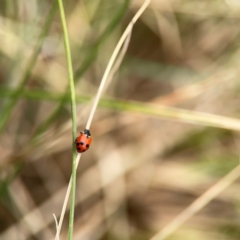 Hippodamia variegata (Spotted Amber Ladybird) at Dickson Wetland - 16 Dec 2023 by Hejor1