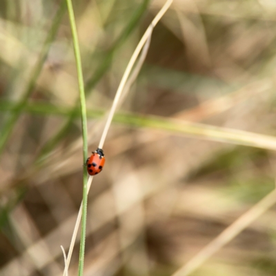 Hippodamia variegata (Spotted Amber Ladybird) at Dickson, ACT - 16 Dec 2023 by Hejor1