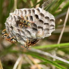 Polistes (Polistes) chinensis (Asian paper wasp) at Dickson Wetland - 16 Dec 2023 by Hejor1