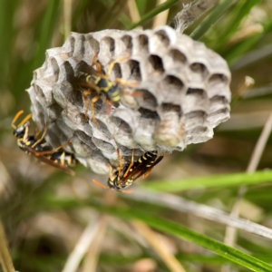 Polistes (Polistes) chinensis at Dickson Wetland Corridor - 16 Dec 2023