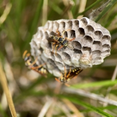 Polistes (Polistes) chinensis at Dickson Wetland Corridor - 16 Dec 2023