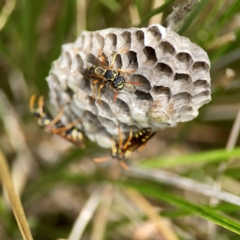 Polistes (Polistes) chinensis at Dickson Wetland Corridor - 16 Dec 2023