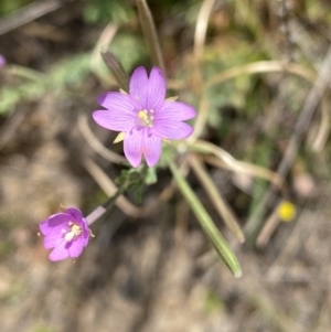 Epilobium billardiereanum subsp. cinereum at Rob Roy Range - 16 Dec 2023