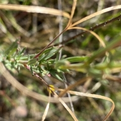 Epilobium billardiereanum subsp. cinereum at Rob Roy Range - 16 Dec 2023