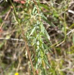 Epilobium billardiereanum subsp. cinereum at Rob Roy Range - 16 Dec 2023