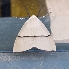 Gastrophora henricaria (Fallen-bark Looper, Beautiful Leaf Moth) at Mitchell, ACT - 16 Dec 2023 by ChrisHolder