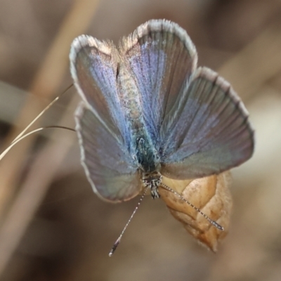 Zizina otis (Common Grass-Blue) at Jack Perry Reserve - 15 Dec 2023 by KylieWaldon