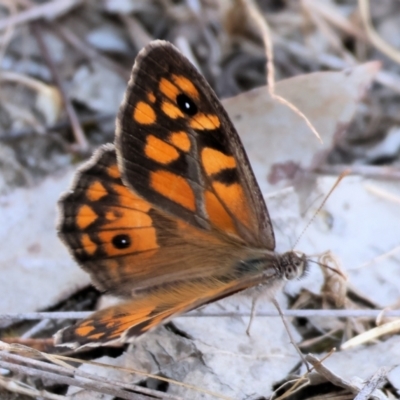 Geitoneura klugii (Marbled Xenica) at Jack Perry Reserve - 16 Dec 2023 by KylieWaldon