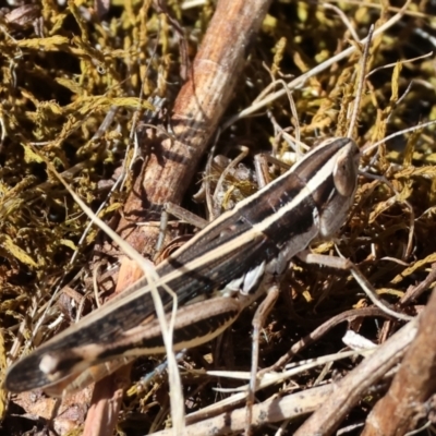 Macrotona australis (Common Macrotona Grasshopper) at Jack Perry Reserve - 15 Dec 2023 by KylieWaldon