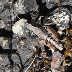 Phaulacridium vittatum (Wingless Grasshopper) at Jack Perry Reserve - 15 Dec 2023 by KylieWaldon