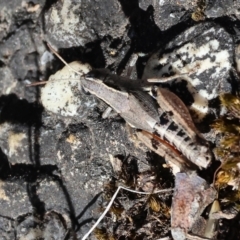 Phaulacridium vittatum (Wingless Grasshopper) at Jack Perry Reserve - 16 Dec 2023 by KylieWaldon