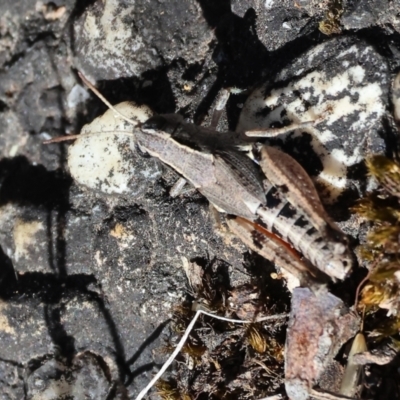 Phaulacridium vittatum (Wingless Grasshopper) at Jack Perry Reserve - 15 Dec 2023 by KylieWaldon