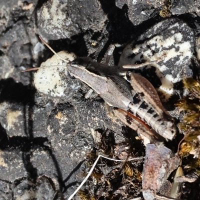 Phaulacridium vittatum (Wingless Grasshopper) at Jack Perry Reserve - 16 Dec 2023 by KylieWaldon