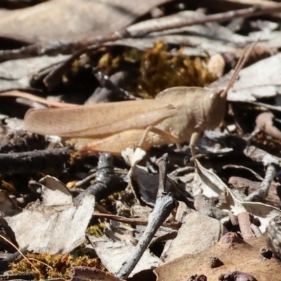 Goniaea australasiae (Gumleaf grasshopper) at Jack Perry Reserve - 16 Dec 2023 by KylieWaldon