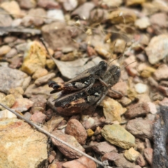 Phaulacridium vittatum (Wingless Grasshopper) at QPRC LGA - 16 Dec 2023 by Csteele4