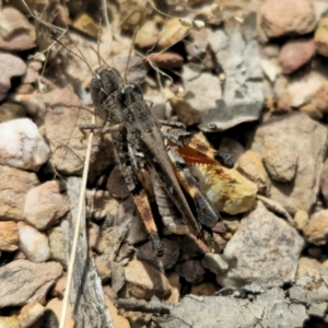 Phaulacridium vittatum at QPRC LGA - 16 Dec 2023 01:53 PM