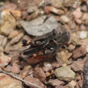 Phaulacridium vittatum at QPRC LGA - 16 Dec 2023 01:53 PM