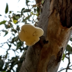 Laetiporus portentosus (White Punk) at Higgins, ACT - 12 Dec 2023 by Untidy