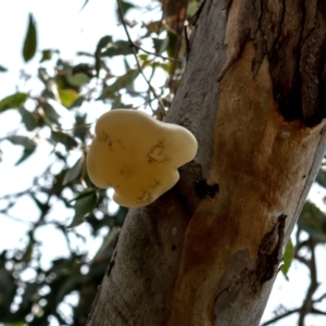 Laetiporus portentosus at Higgins Woodland - 12 Dec 2023