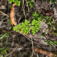 Cheilanthes sieberi subsp. sieberi at QPRC LGA - 16 Dec 2023