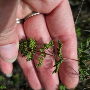 Cheilanthes sieberi subsp. sieberi at QPRC LGA - 16 Dec 2023