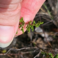 Cheilanthes sieberi subsp. sieberi at QPRC LGA - 16 Dec 2023