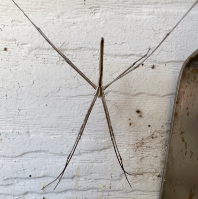 Asianopis subrufa (Rufous net-casting spider) at Illilanga & Baroona - 26 Jan 2023 by Illilanga