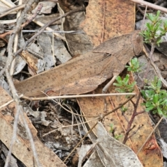 Goniaea australasiae (Gumleaf grasshopper) at Carwoola, NSW - 16 Dec 2023 by Csteele4