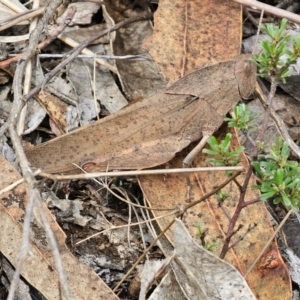 Goniaea australasiae at QPRC LGA - 16 Dec 2023 02:12 PM